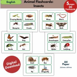 insects flashcards