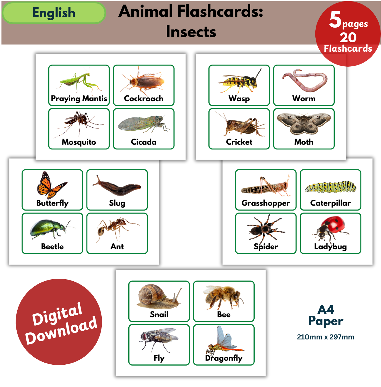 insects flashcards